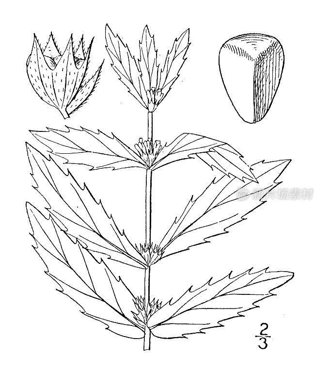 古植物学植物插图:Lycopus lucidus，西部水猎犬